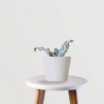 Earthstar Zebrina houseplant
